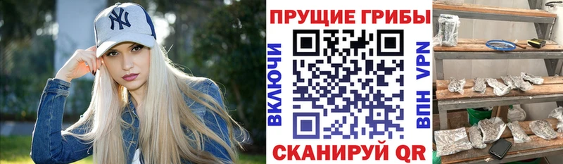 Галлюциногенные грибы мицелий  купить   MEGA ТОР  Апатиты 